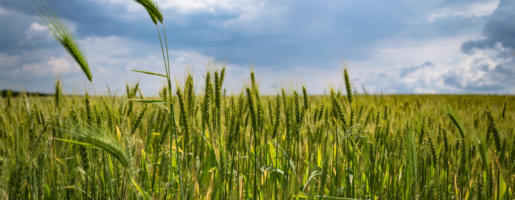 Champ de céréales : épis verts au premier plan sous un ciel d'orage
